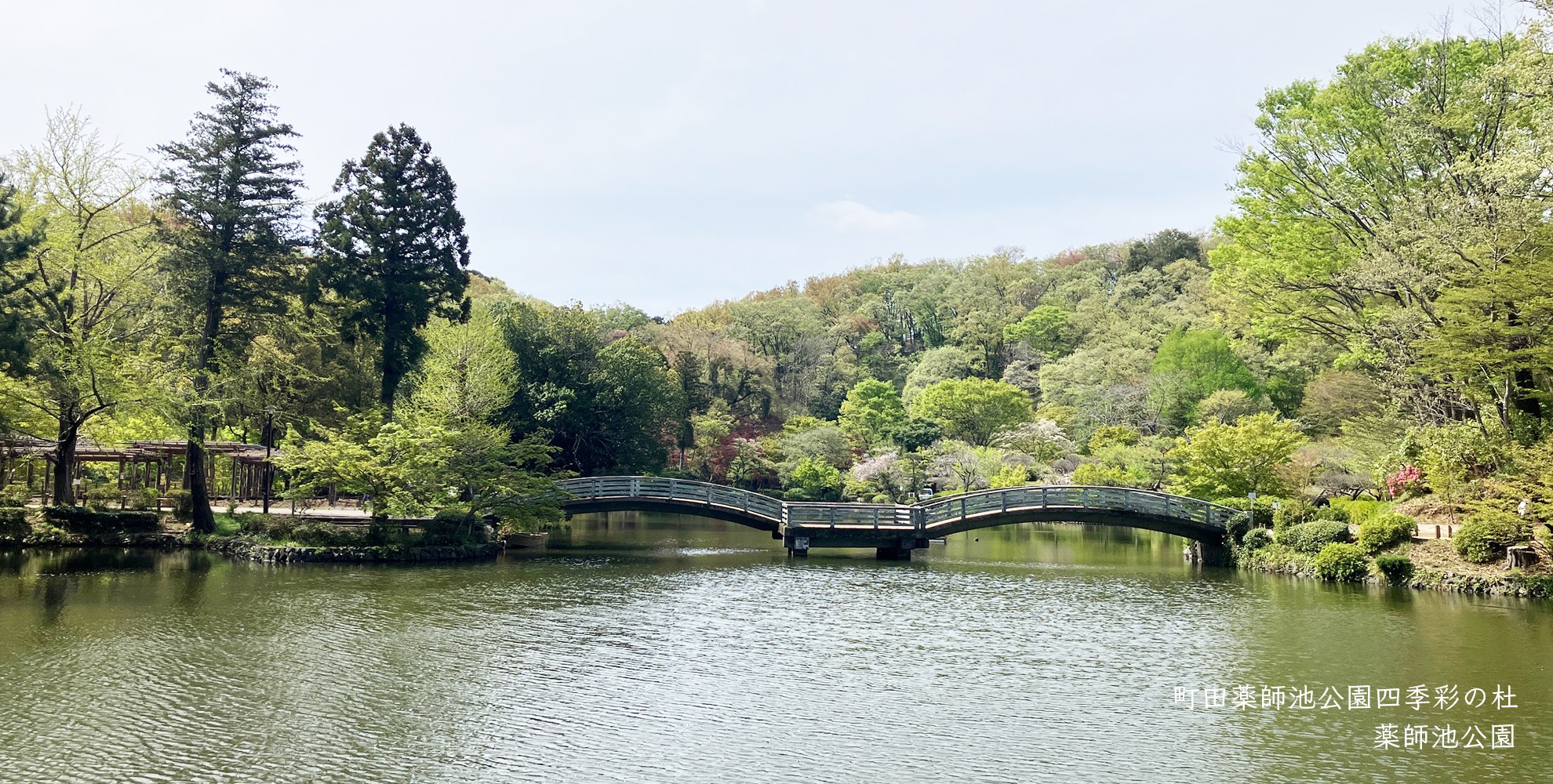 町田薬師池公園