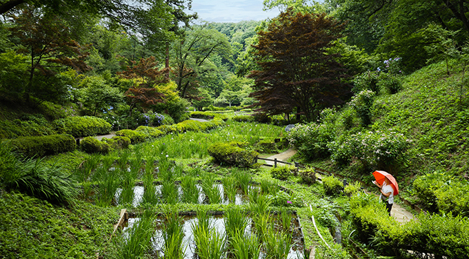 薬師池公園花菖蒲田