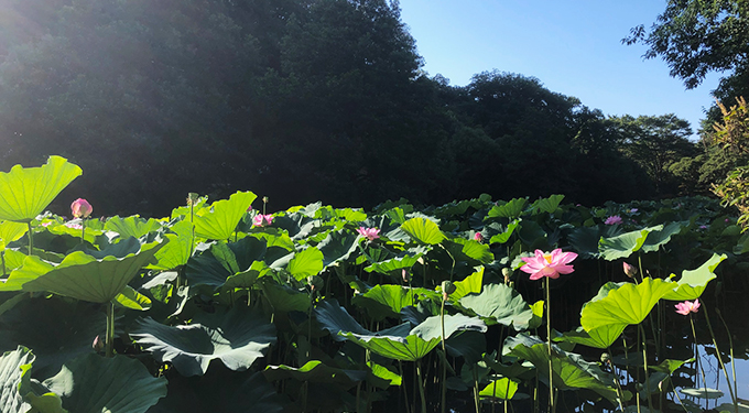 薬師池公園ハス田