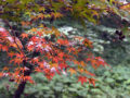 薬師池公園　紅葉