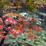 薬師池公園　紅葉