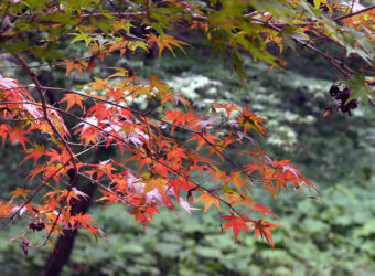 薬師池公園　紅葉