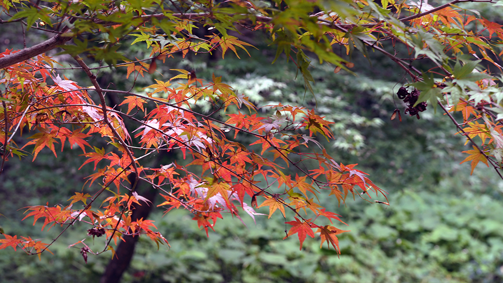 薬師池公園　紅葉